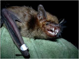 Big Brown Bat (Eptesicus fuscus) | North Carolina Bat Working Group